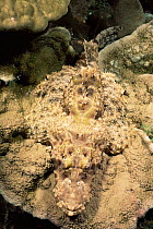 Crocodilefish camouflaged on coral {Cymbacephalus beauforti} Papua New Guinea