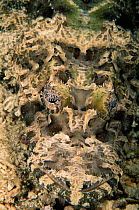 Close up of Crocodilefish camouflaged on coral, PNG {Cymbacephalus beauforti}