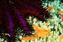 Scalefin anthias ready to shelter in Crown of Thorns starfish, Papua New Guinea