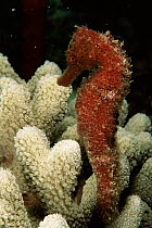 Longsnout seahorse {Hippocampus reidi} in Finger coral {Porites sp} Caribbean