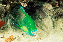 Bleeker's parrotfish male asleep in mucous cocoon at night {Scarus bleekeri} Malaysia