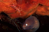 Grey faced moray eel {Siderea thyrsoidea} + {Rhynchocinetes durbanensis} shrimp. Indonesia