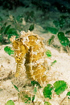 Thorny / Spiny seahorse {Hippocampus histrix} Malaysia