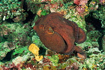 Common reef octopus {Octopus cyaneus} colour change sequence 1/2. Maldives