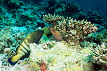 Hunting partners - Peacock grouper + Moray eel, Maldives {Cephalopholis argus}