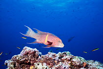 Streamer hogfish / wrasse {Bodianus diplotaenia}, intermediate phase. Galapagos