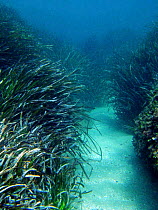 Neptune grass bed {Posidonia oceanica} Mediterranean.