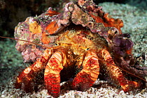 Hairy hermit crab {Aniculus elegans} Galapagos