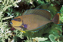 Bignose unicornfish {Naso vlamingii} Micronesia, Pacific