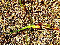 Single Neptune grass stem and root {Posidonia oceanica}, Mediterranean.