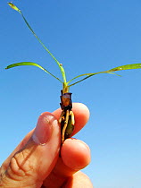 Single Neptune grass stem and root {Posidonia oceanica} held in hand, Mediterranean.