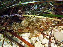 Scorpion fish {Scorpaena porcus}, Mediterranean.