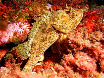 Scorpion fish {Scorpaena porcus}, Mediterranean.