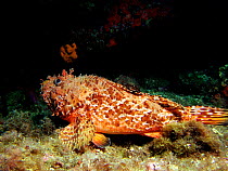 Scorpion fish {Scorpaena scrofa}, Mediterranean.