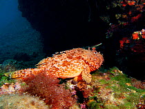 Scorpion fish {Scorpaena scrofa}, Mediterranean.