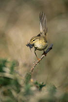 Willow warbler {Phylloscopus trochilus} on perch with insect prey. UK.