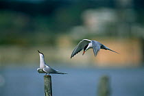 Two Common terns {Sterna hirundo} performing courtship display. UK.