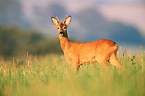 Roe deer {Capreolus capreolus} buck standing in field. UK.