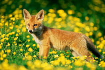 Red fox {Vulpes vulpes} cub in field of buttercups. UK.