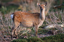 Sika deer hind{Cervus nippon} UK.