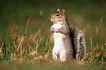 Grey squirrel {Sciurus carolinensis} standing on hind legs. UK.