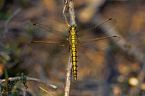 Black-tailed skimmer dragonfly {Orthetrum cancellatum} female. UK.