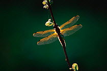 Four-spotted chaser / libellula dragonfly {Libellula quadrimaculata}. UK.