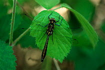Downy emerald dragonfly {Cordulia aenea} male. UK.