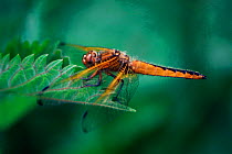 Scarce chaser dragonfly {Libellula fulva} female. UK.