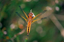 Scarce chaser dragonfly {Libellula fulva} immature male. UK.