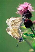 Wood white butterly {Leptidea sinapis} pair mating on Knapweed, UK.