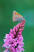 Small copper butterfly {Lycaena phlaeas} on orchid. UK.