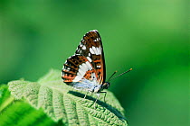 White Admiral butterfly {Limenitis camilla}. UK.