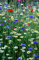 Mixed farmland wildflowers - Oxeye daisy, Poppy and Cornflower, Dorset. UK.