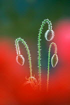 Common poppy flower buds {Papaver rhoeas} portrait. UK.