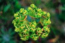 Portland spurge {Euphorbiae sp.}. UK.