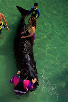 Sperm whale {Physeter macrocephalus} baby receiving care after stranding, USA.