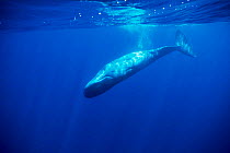 Juvenile Sperm whale {Physeter macrocephalus} swimming upside down, Atlantic