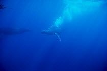Humpback whale {Megaptera novaeangliae} blowing bubbles in threat display, Pacific. (taken under NMFS research permit 882 issued by Hawai Whale Research Foundation)