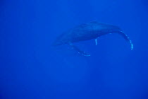 Humpback whale {Megaptera novaeangliae} with penis extended, Pacific (taken under NMFS research permit 882 issued by Hawai Whale Research Foundation)