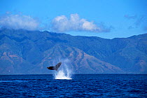 Humpback whale {Megaptera novaeangliae} performing a peduncle throw. Pacific (taken under NMFS research permit 882 issued by Hawai Whale Research Foundation)