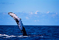 Humpback whale {Megaptera novaeangliae} performing a peduncle throw. Pacific (taken under NMFS research permit 882 issued by Hawai Whale Research Foundation)
