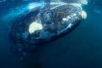 Southern right whale {Balaena glacialis australis} South Atlantic.