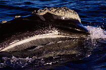 Southern right whale {Balaena glacialis australis} feeding showing baleen. Atlantic.