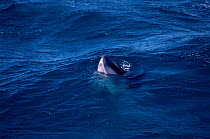 Minke whale {Balaenoptera acutorostrata} spyhopping. Great Barrier reef, Australia.