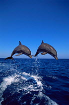 Two Bottlenose dolphins {Tursiops truncatus} leaping from water. Captive release.