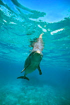 Bottlenose dolphin underwater {Tursiops truncatus} Belize.