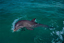 Bottlenose dolphin {Tursiops truncatus} breaking the surface, Bahamas.