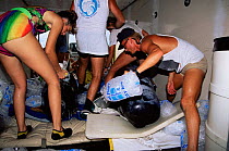 Rescue of stranded Shortfin pilot whale {Globicephala macrorhynchus}, USA.