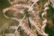 Downy emerald dragonfly {Cordulia aenea} male on bracken, UK.